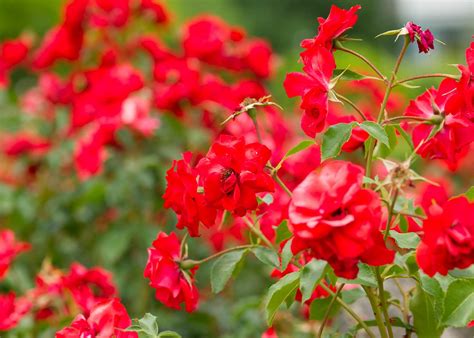Red Flowering Bush