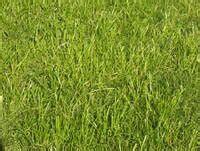 grass in Afar - English-Afar Dictionary | Glosbe