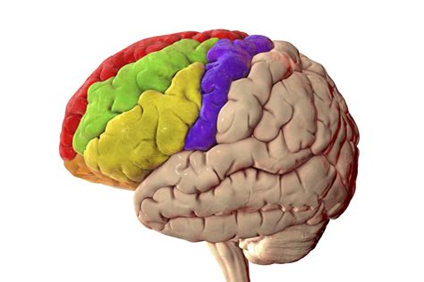 Image result for Brain Prefrontal Cortex