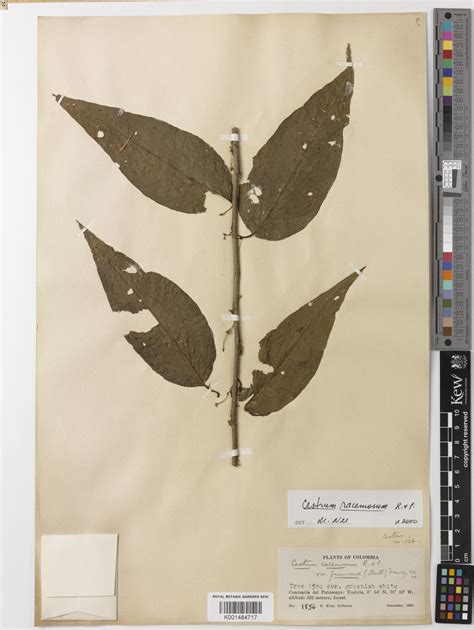 Cestrum racemosum Ruiz & Pav. | Plants of the World Online | Kew Science