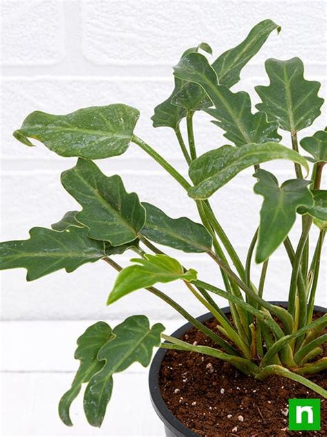 Buy Philodendron xanadu Green - Plant online from Nurserylive at lowest ...