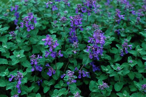 How to Plant and Grow Catmint