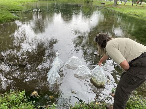 Barrens Topminnow temperature acclimation | FWS.gov