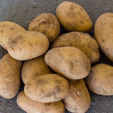 Buy potato - first early, Scottish basic seed potato potato 'Swift (PBR ...