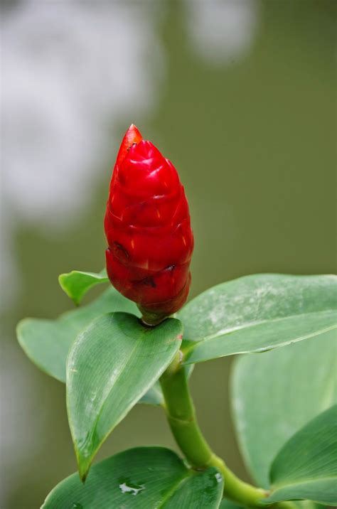 Kostas Red – ashokchakranursery