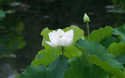 White Lotus Flower: Meaning and Symbolism - Mythologian