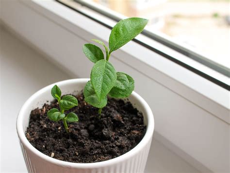 Plant Seedling