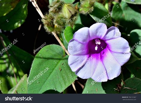 Argyreia Capitformis Poir Ooststr Convolvulaceae Family Stock Photo ...