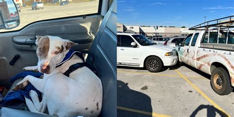 Dog apprehended for reckless driving in Walmart parking lot, police say