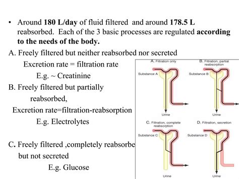 A Chapter 8- Renal Physiology-1.ppt