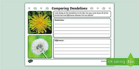 Comparing Dandelions Activity Sheet