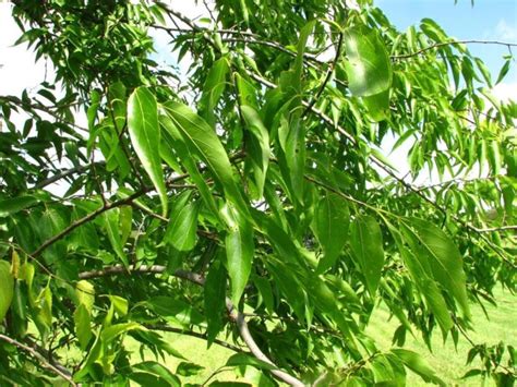 Celtis laevigata - sugar hackberry, sugarberry, southern hackberry ...