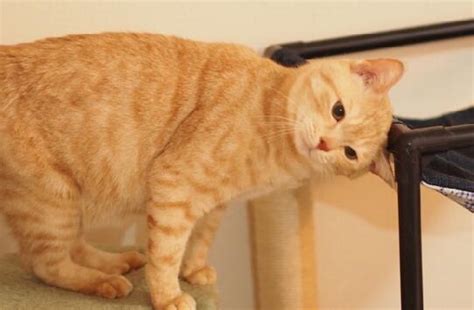 橘猫，顾名思义，就是因为它的毛发颜色是橘色而得名_毛发_颜色_因为