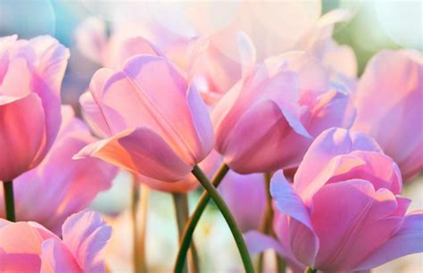 HOROSKOP I CVEĆE – Poklonite pravi cvet prema horoskopskom znaku ...