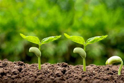 Why Do Plants Need Warmth To Germinate at Karla Wade blog