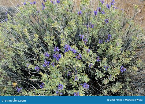Desert Sage â€" Salvia Dorrii Sage Closeup Owyhee Canyonlands ...
