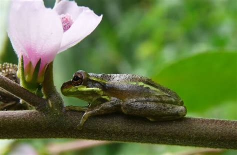 Image result for Tree Frog Catching