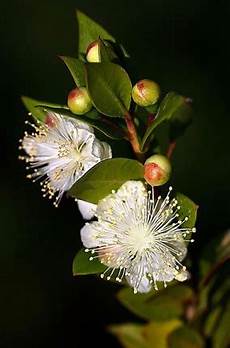 fiori di mirto fari e ricordi 2 171 ponza racconta fiori di mirto fari e ricordi 2 171 ponza racconta