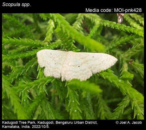 Scopula spp. | Moths