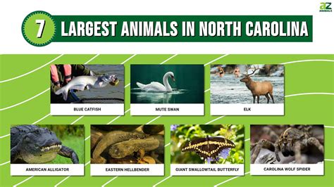 North Carolina Animals