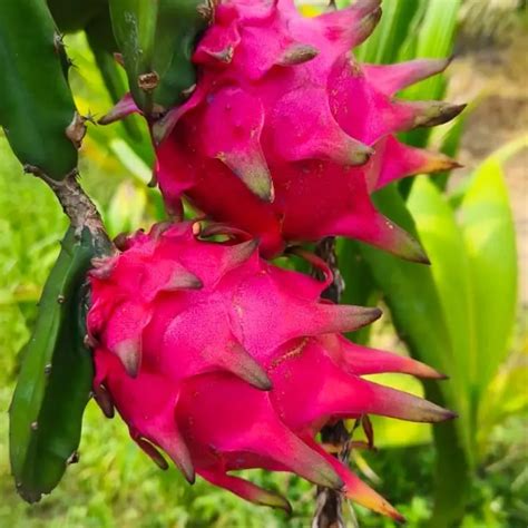 Buy Red Dragon Fruit Plant – Exotic, High-Antioxidant Tropical Fruit ...