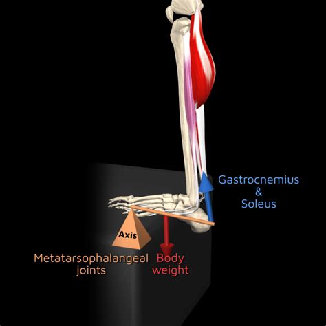 Image result for 3rd Class Lever Examples