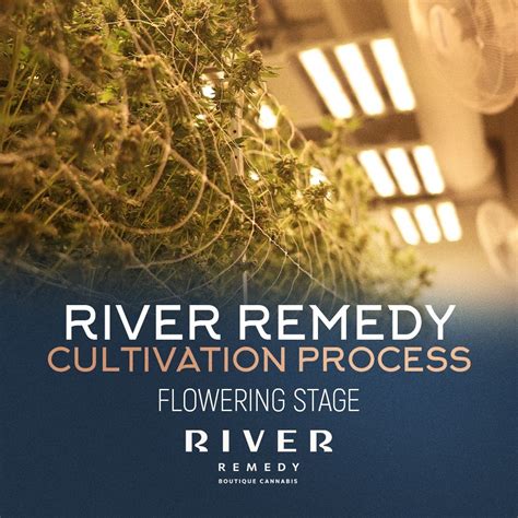 #cultivationprocess #riverremedy #floweringstage | River Remedy