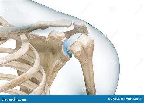 Shoulder or Glenohumeral Joint Close-up 3D Rendering Illustration Isolated on White with Copy ...