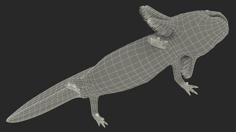 3D Axolotl Albino Rigged | 3D Molier International