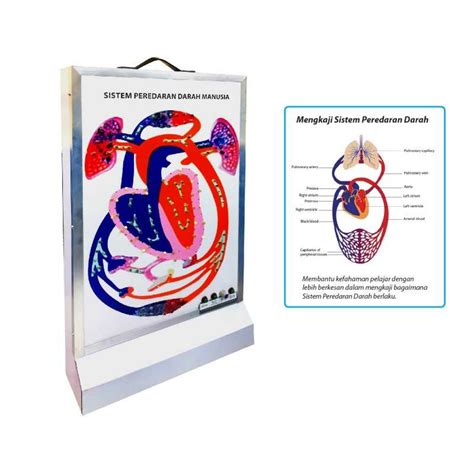 Image result for Blood Circulation Model