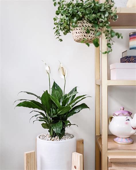 Indoor Plants That Help Kill Viruses And Bacteria – MahaGro®