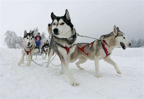 南极大冒险中,那几只狗分别是什么品种_百度知道