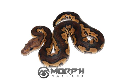 Image result for Super Clown Ball Python