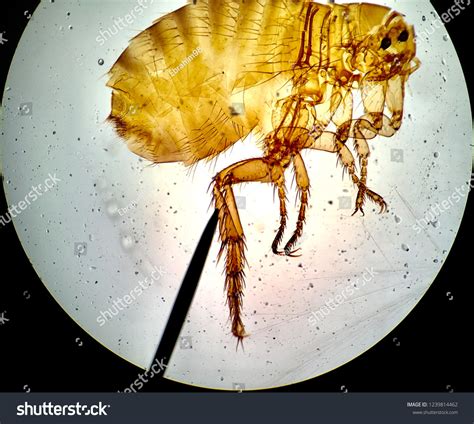 Flea Microscope 的图像结果