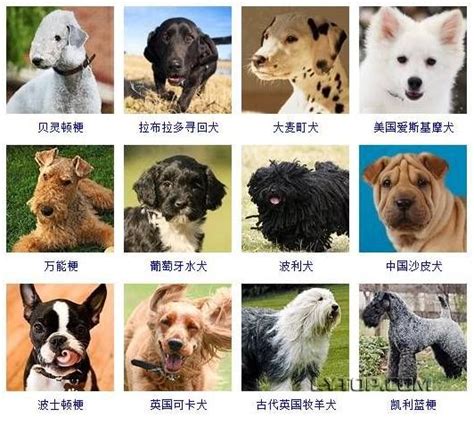 十大聪明犬排名 小型图片
