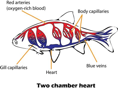 Does Fish Has Heart