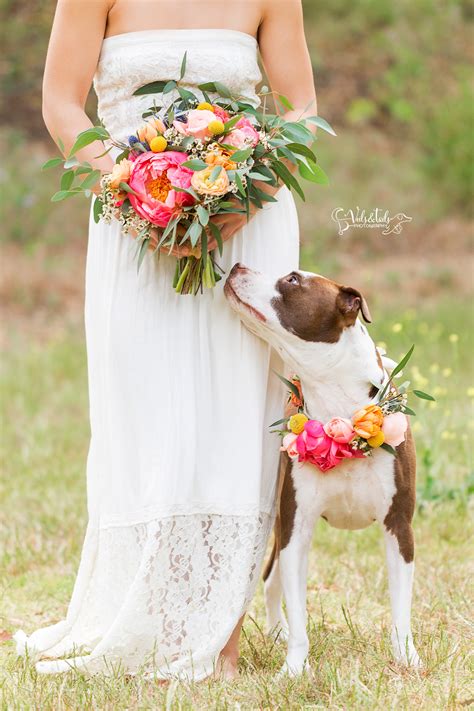 Wedding Bride Dogs 的图像结果