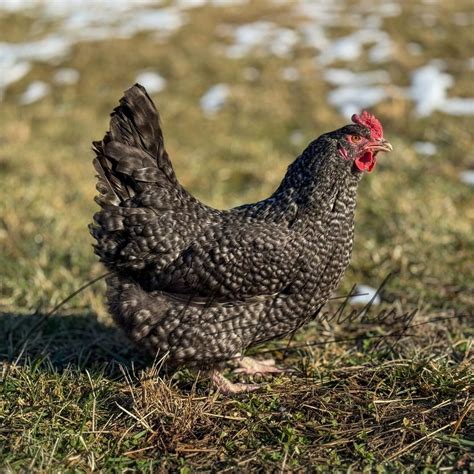 Cuckoo Maran Chickens For Sale | Dark Brown Egg Layers | Cackle Hatchery®