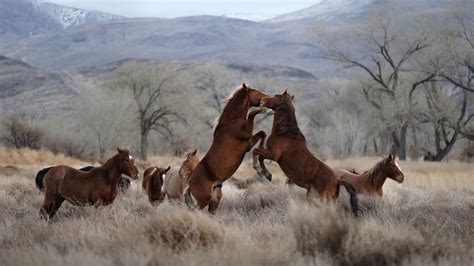 Wild Horses Mustang Herd