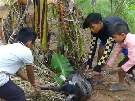 Village Kids Save Goat From Python Attack