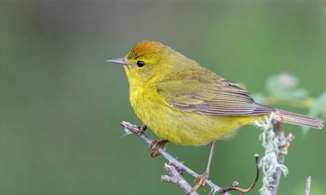 Orange-Crowned Warbler Bird Facts - Leiothlypis celata - A-Z Animals