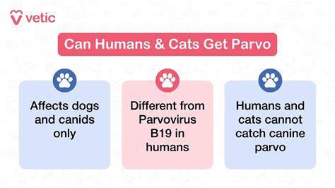 Parvo in Dogs: Signs, Causes, Treatment and Prevention