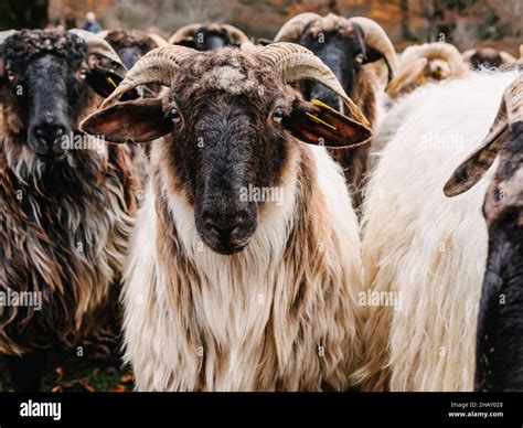Domestic sheep pasture hi-res stock photography and images - Alamy