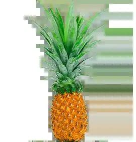 Kerala GI Tagged Products | Kerala Bureau of Industrial Promotion | K-bip