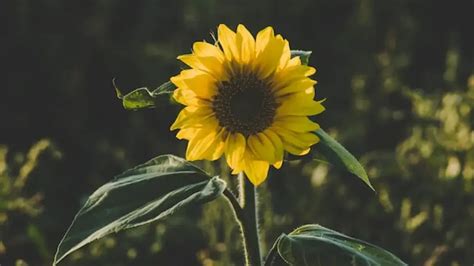 Sunflower seeds possess essential benefits; here's how to include them ...