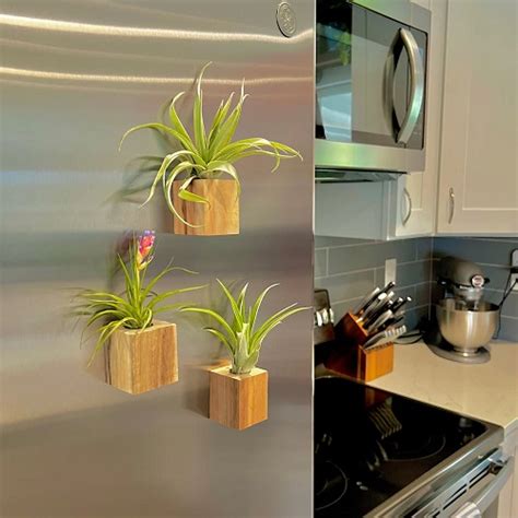 How to Mount Air Plants 的图像结果