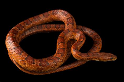Florida Corn/Rat Snake (Pantherophis guttatus) - Joel Sartore