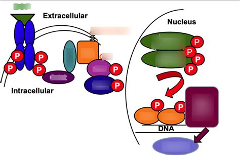 Image result for RTK Pathway Steps