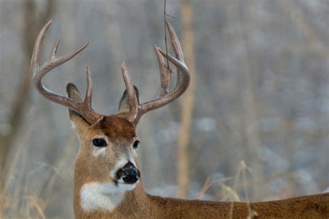 Michigan Muzzleloader Season: Key Dates & Regulation Changes