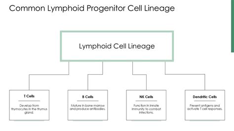 Image result for Lymphocyte Lineage